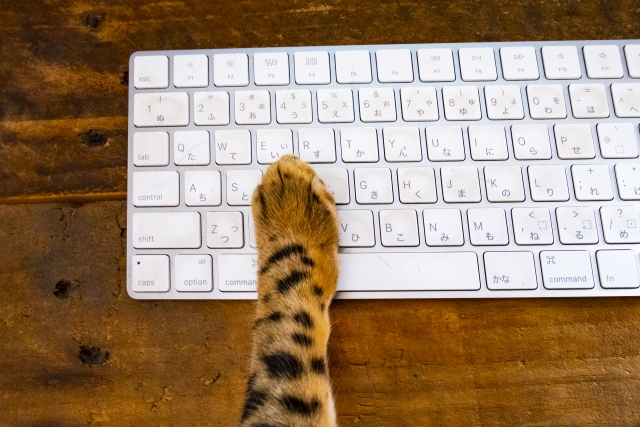 猫もネット検索